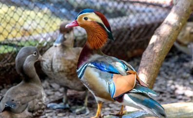 Mallard colorful bird, water birds