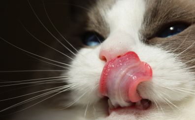 Cat, muzzle, eyes, tongue