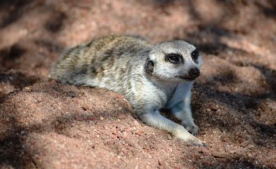 Meerkat lying in sand animal