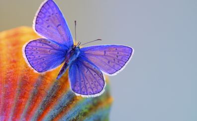 Blue Butter fly insect, close up