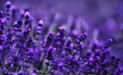 10 Lavender Flowers Wallpapers, Hd Backgrounds, 4k Images, Pictures Page 1