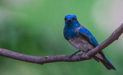 Flycatcher, blue bird, tree branch