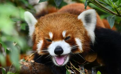 Happy Red panda animals