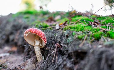 Fungus, mushroom, moss