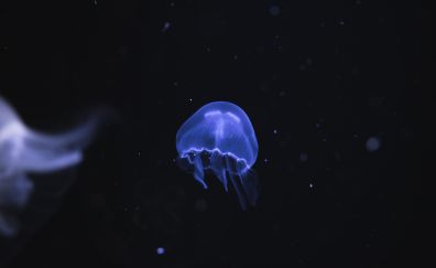 Blue jellyfish, underwater, fish, dark