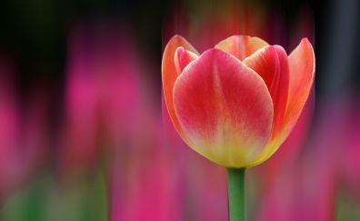 Orange Tulip flower, close up