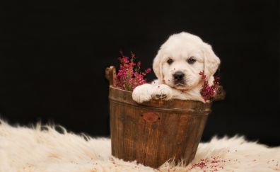 Golden Retriever, puppy, basket, flowers, cute