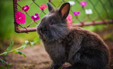 Fluffy rabbit, cute black animal