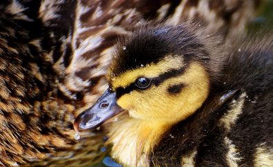Mallard, duck, baby birds, chick