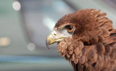 Eagle beak, close up