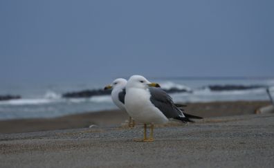 Seagulls bird at beach