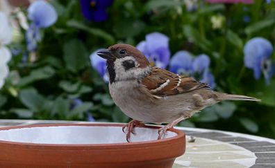 Bird, sparrow, drinking, water