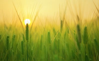 Barley field and sun