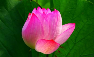 Lotus, pink flower, bloom