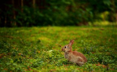 Rabbit, meadow, cute animal