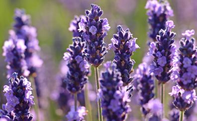 Lavender flowers, purple flowers, farm