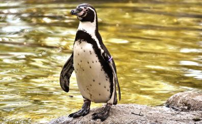 Cute penguin, water animal, amphibians