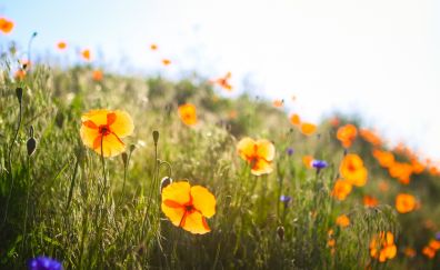 Orange flowers, flowers, flowers field, summer, sunlight