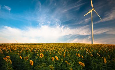 Wind turbine, sunflower field, blue skyline, 4k