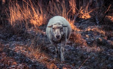 Sheep furry animal