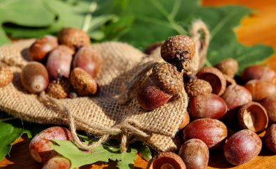 Acorns nuts in bag 
