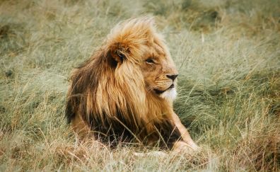 Lion, king of animals, resting, meadow