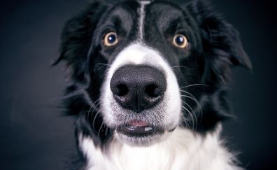 Dog muzzle, nose, close up, black