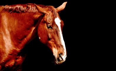 Horse brown, animal, portrait