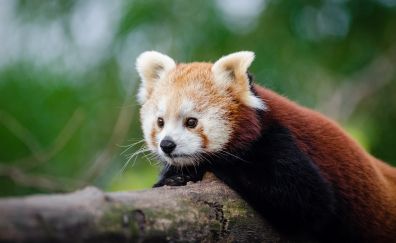 Red panda animals