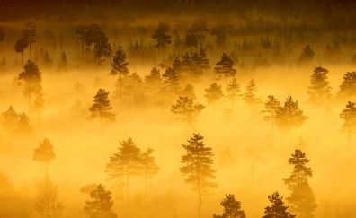 Nature, fog, tree, forest, horizon, sunrise, mist
