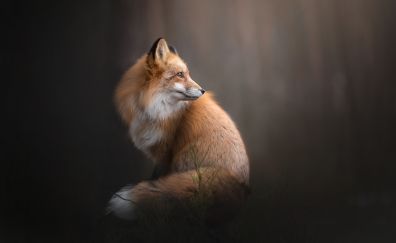Red fox, furry animal