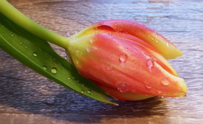 Tulip flower bud, drops, close up