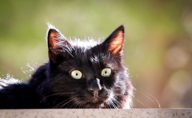 Black cat, animal, muzzle