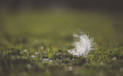 Feather, close up, blur, grass field