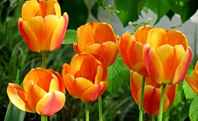Tulips, orange flower, blossom