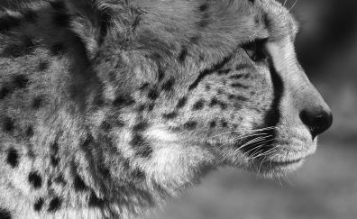 Leopard muzzle, animal, monochrome