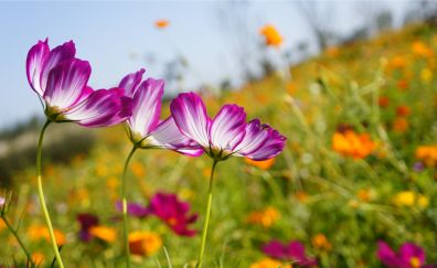 Kosmeya flowers, meadow, blur