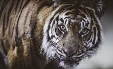 Tiger, predator, curious, animal
