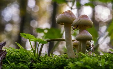 Mushroom, bokeh, nature