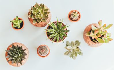 Various plants in pots