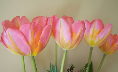 Pink & yellow tulip flowers, buds