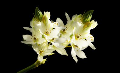 White flower, spring, close up