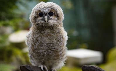 Small, baby owl, stare, bird
