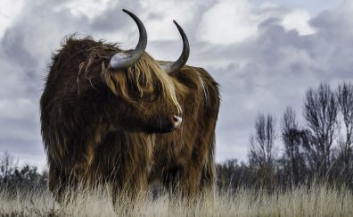 Furry cow, Scotland