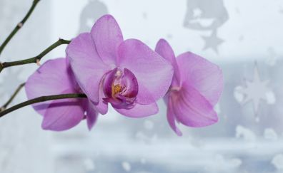 Pink orchid flowers, blossom, close up