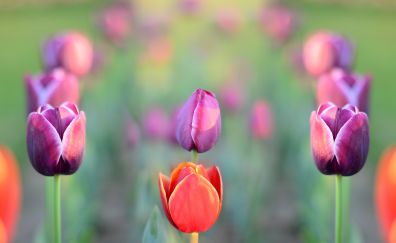 Tulips park, flowers, spring