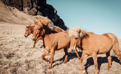 Horses in iceland and romania