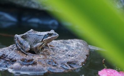 Pond, lake, toad, frog animal