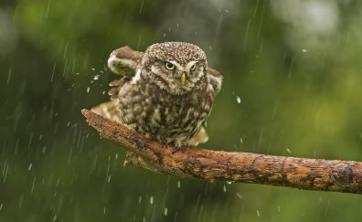 Owl bird sitting on tree branch in rain