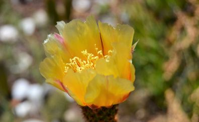 Cactus flower, blossom
